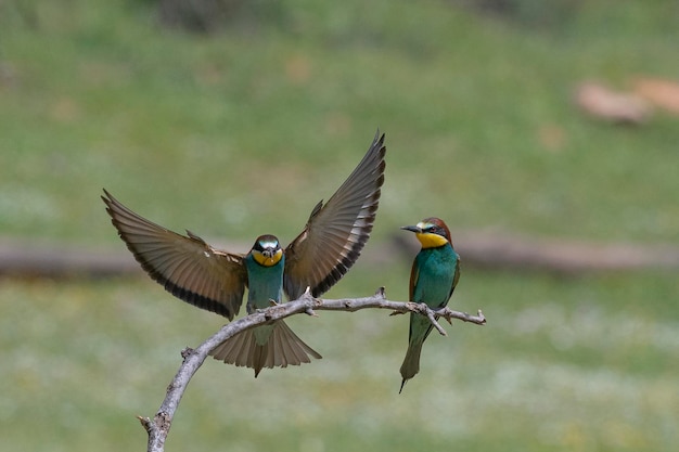 Guêpier (Merops apiaster) Malaga, Espagne