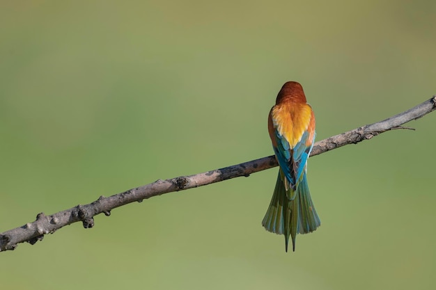 Guêpier (Merops apiaster) Malaga, Espagne