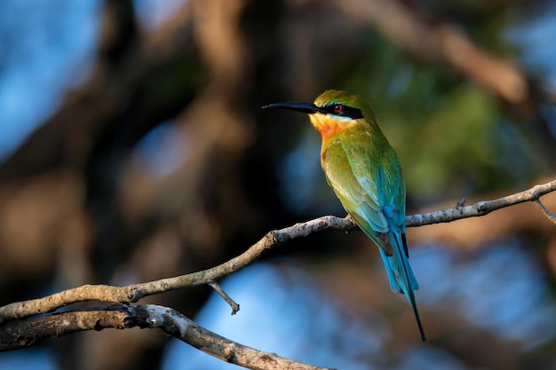 Guêpier à queue bleue ou merops philippinus est perché sur une branche d'arbre