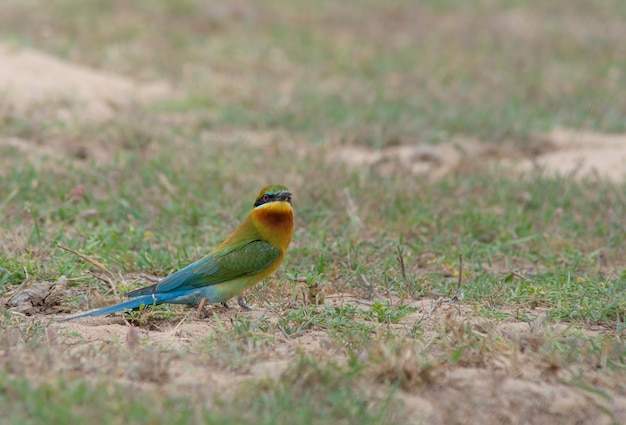 Guêpier à queue bleue