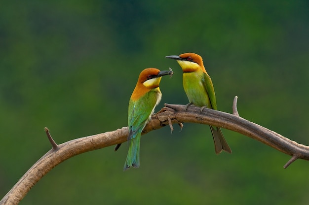 Photo guêpier à tête de marron (merops leschenaulti)