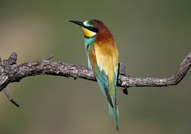 Des guêpiers printaniers frais, photographiés dans une douce lumière matinale, sont assis sur une branche mince. plumage nuptial