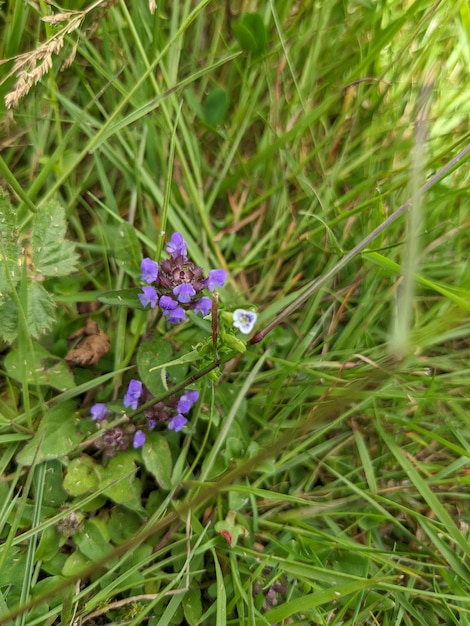 Guérir toutes les fleurs avec de l'herbe verte en arrière-plan