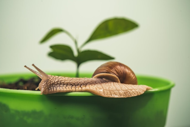 Guérison des cosmétiques au mucus et procédure de beauté de la cosmétologie du mucus d'escargot escargot mignon près de la plante verte nat ...