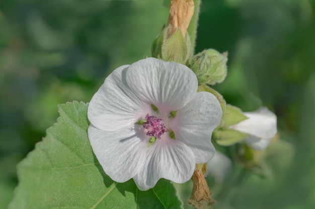 Guimauve Althaea officinalis Fleur de guimauve sur table en bois Médecine traditionnelle