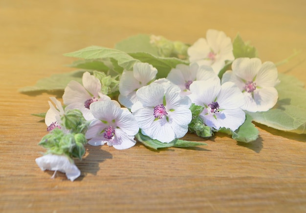 Guimauve Althaea officinalis Guimauve