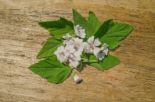 Guimauve Althaea officinalis