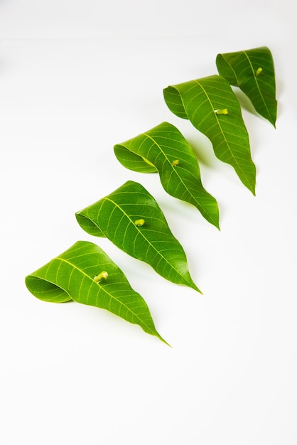 Photo guirlande de feuilles de manguier, toran ou pataka.