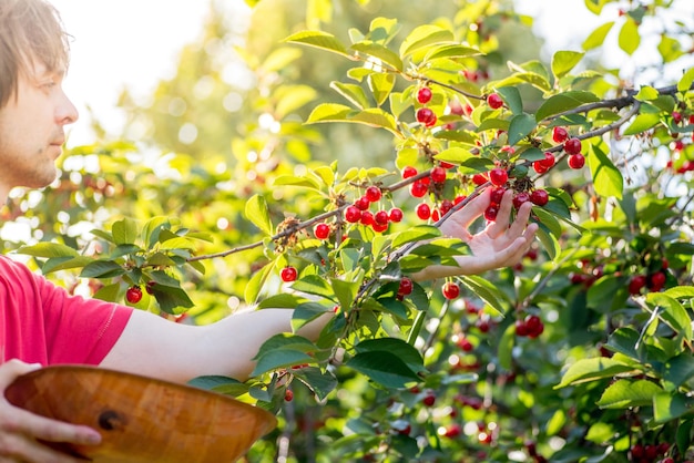 Photo guy déchire les cerises rouges mûres de l'arbre au panier cherry harvest