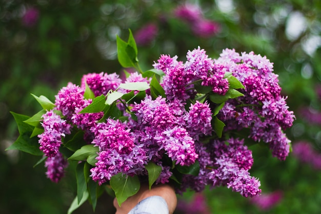 Guy tient un bouquet de lilas sur son bras tendu