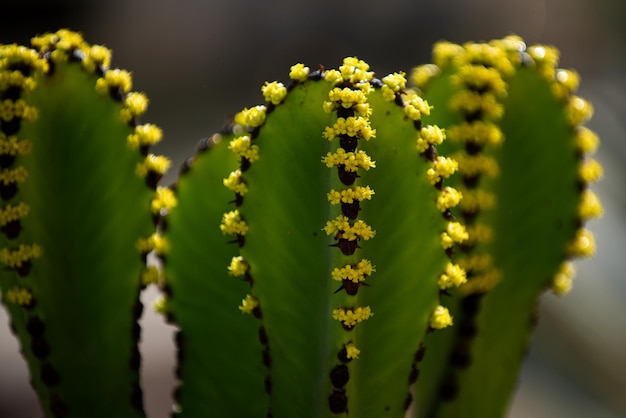 Gymnocalycium cactus cactus dans le désert backdround cactus ou modèle de cactaceae