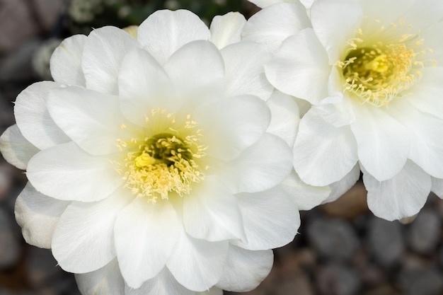 Gymnocalycium Cactus Plant Farm Cactus Plant dans le jardin.