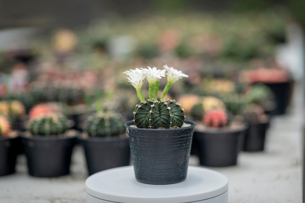 Gymnocalycium ou Gymno cactus en serre, mise au point sélective.