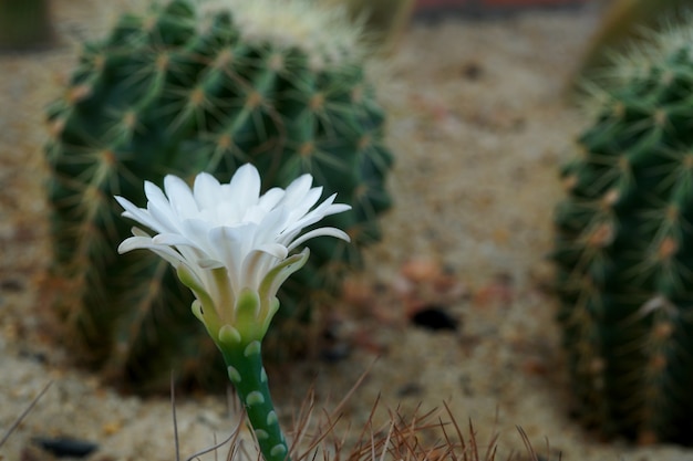 Gymnocalycium Mihanovichii cactus à fleurs blanches dans le jardin