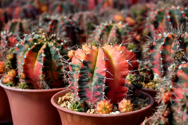 Gymnocalycium mihanovichii panaché dans une ferme de cactus.