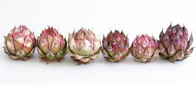 Gymnocalycium ochoterenae varié sur un fond blanc