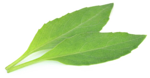 Photo gynura procumbens connu sous le nom d'épinards de longévité utilisé comme phytothérapie pour de nombreuses maladies