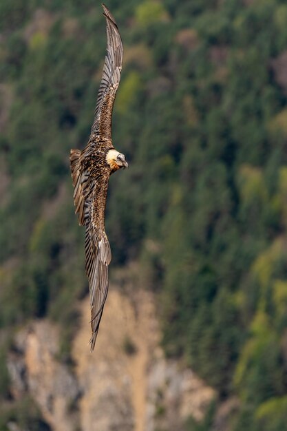 Gypaète barbu adultes volant verticalement avec les ailes déployées