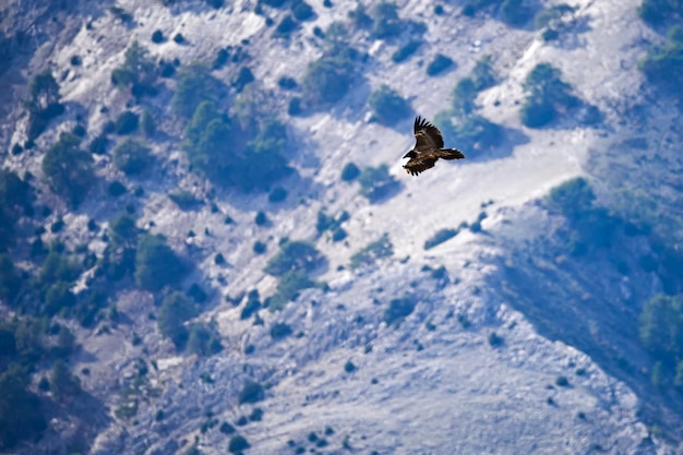 Gypaète barbu ou gypaetus barbatus en vol