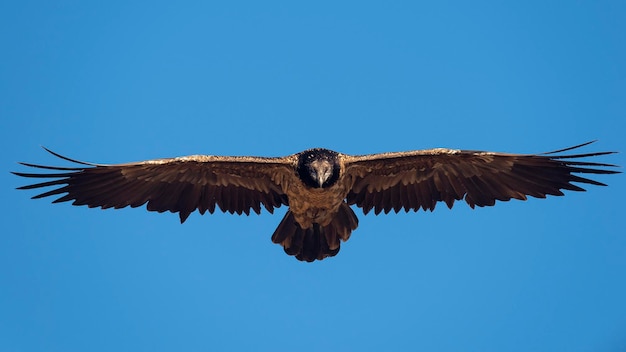 Gypaète Gypaetus barbatus Lérida Espagne