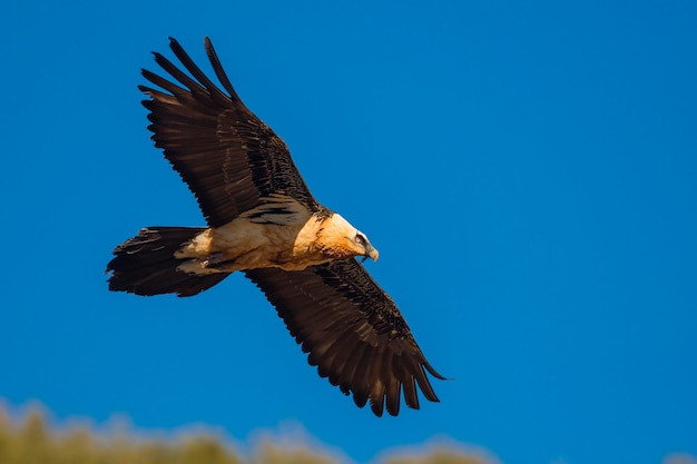 Gypaète Gypaetus barbatus Lérida Espagne