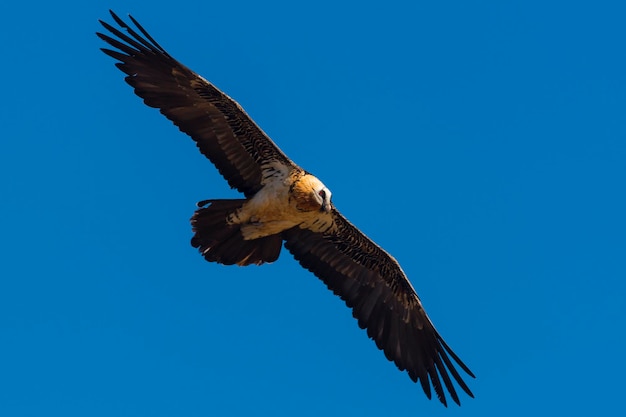 Gypaète Gypaetus barbatus Lérida Espagne