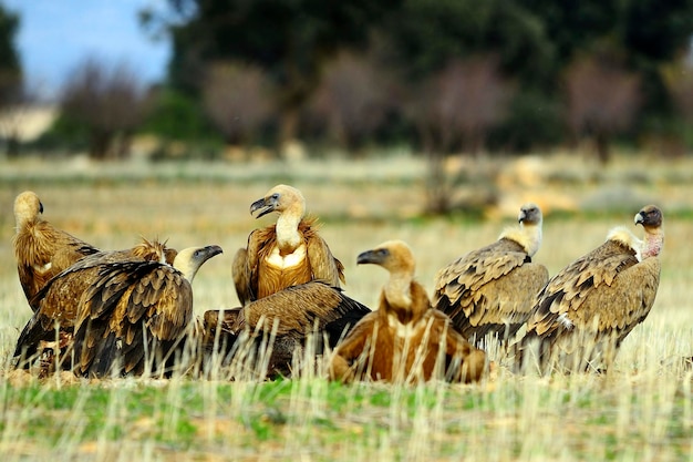 Gyps fulvus vautour fauve une espèce d'oiseau accipitriforme de la famille des accipitridae