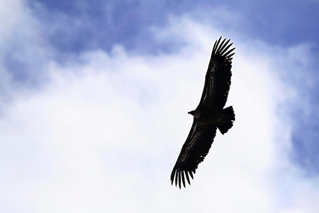 Gyps fulvus vautour fauve une espèce d'oiseau accipitriforme de la famille des accipitridae