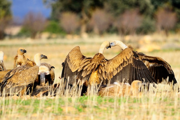 Gyps fulvus - Le vautour fauve, est une espèce d'oiseau accipitriforme de la famille des Accipitridae.