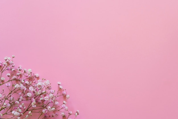 Gypsophile rose sur fond rose