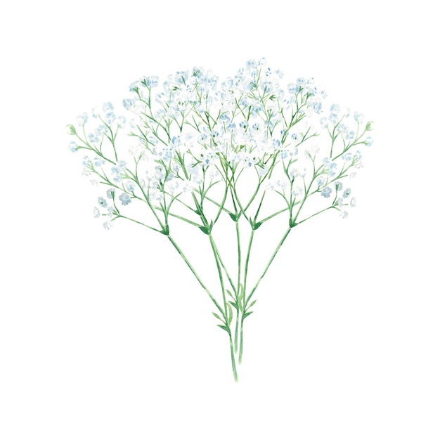 Gypsophyla Brindilles avec de petites fleurs blanches Illustration aquarelle Baby'sbreath Isolé sur blanc