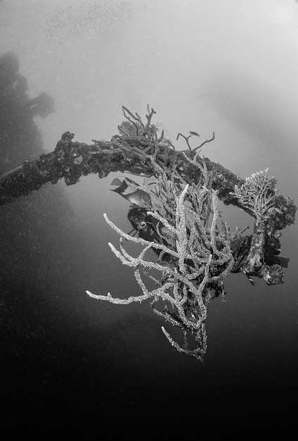 L'ÉGYPTE, la mer Rouge, des éponges sur l'épave d'un navire coulé et un plongeur sous-marin