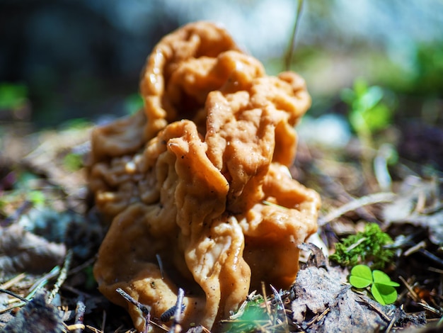 Gyromitra gigas communément connu sous le nom de snow morel neige faux cerveau de veau morel ou bull nose printemps