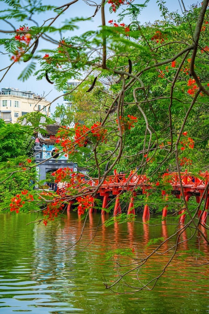 Photo ha noi vietnam 08 mai 2023 pont rouge le pont huc dans le lac hoan kiem c'est un lac dans le centre historique de hanoi la capitale du vietnam la beauté phoenixflower sur le lac hoan kiem