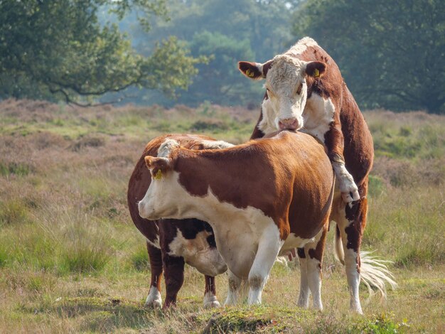 Haaksbergen aux Pays-Bas