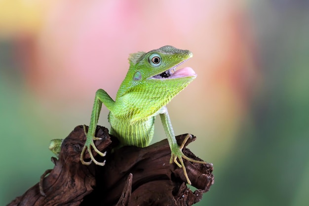 habitat du lézard vert en Indonésie lézard jubata