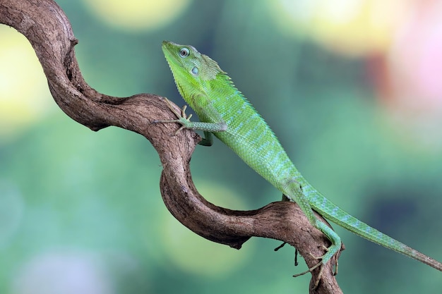 habitat du lézard vert en Indonésie lézard jubata