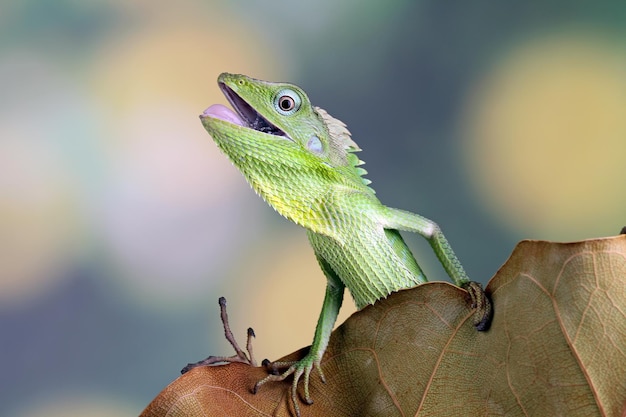 habitat du lézard vert en Indonésie lézard jubata