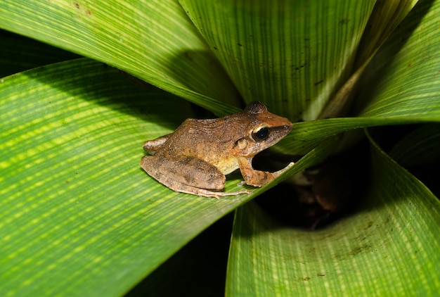 Haddadus binotatus