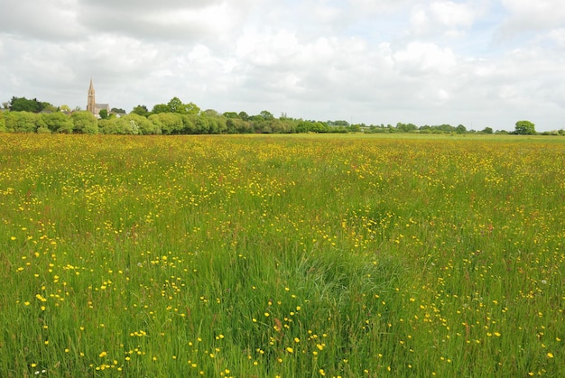 Haie boisée de prairie d'herbe verte