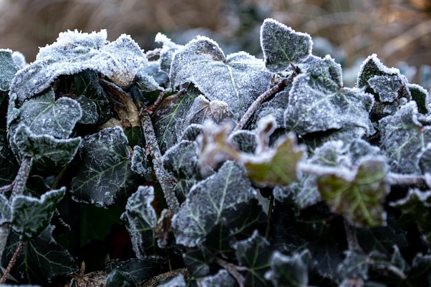 Une haie de branches de lierre grimpant vert recouvert de givre blanc