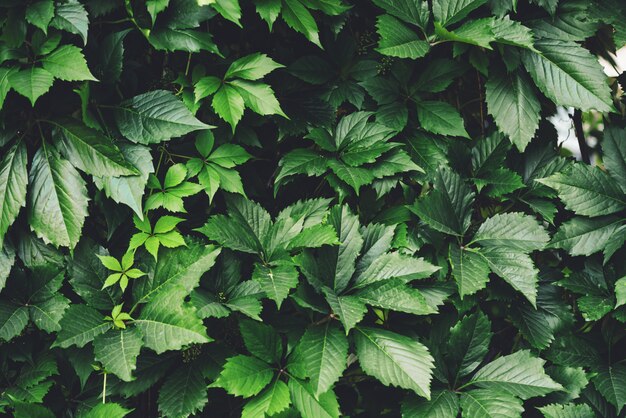 Haie de grandes feuilles vertes au printemps