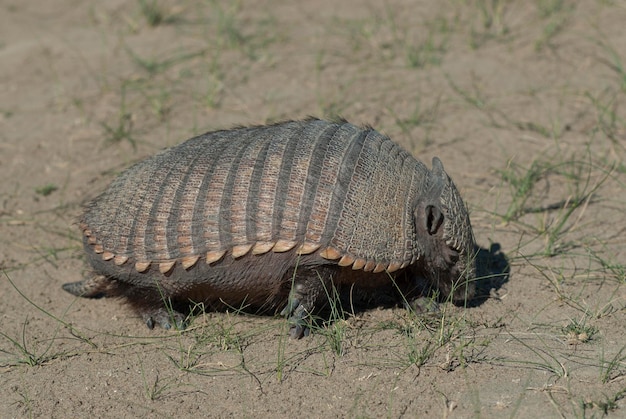 Hairy Armadillo en environnement désertique Péninsule Valdès Patagonie Argentine