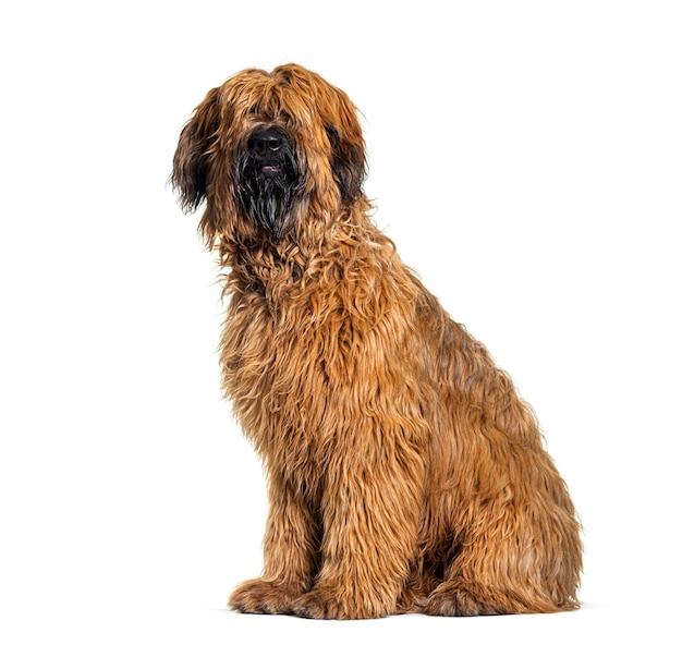 Haletant Fawn Briard chien assis devant isolé sur blanc