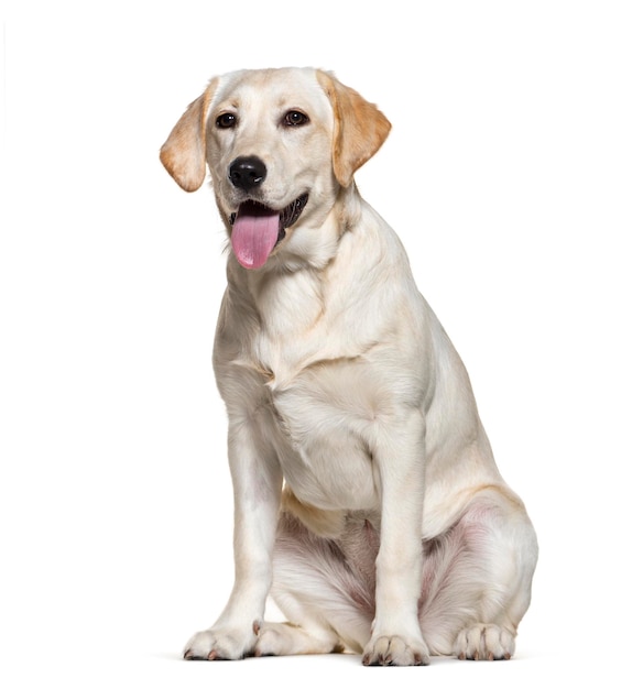 Haletant labrador retriever isolé sur blanc