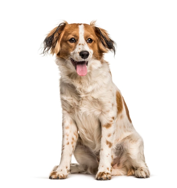 Haletant Mixedbreed dog sitting against white background