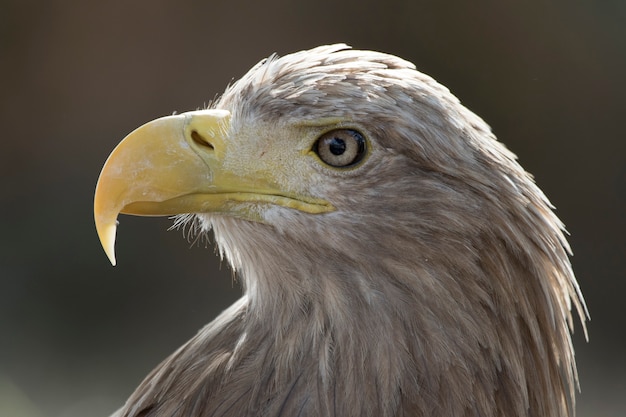 Haliaeetus albicilla