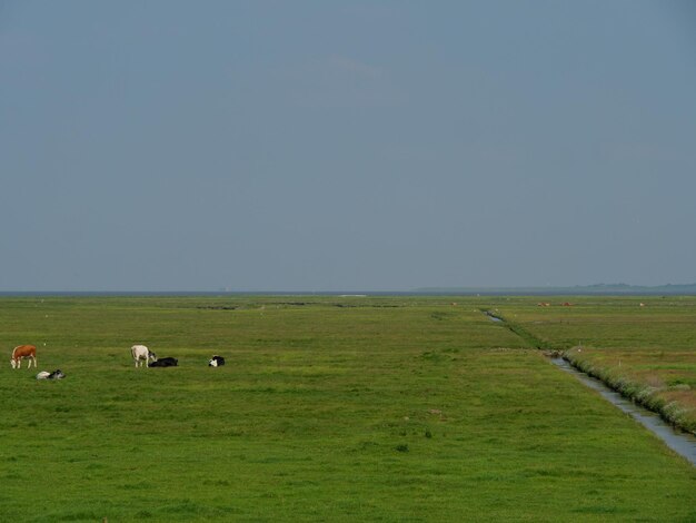 Hallig Hooge dans la mer du Nord