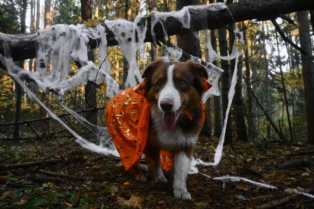 Halloween dans les bois Aussie porte un paysage de cape de sorcière ou d'assistant orange est une toile d'araignée dans la forêt d'automne