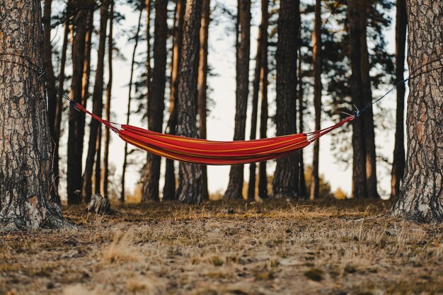 Hamac Rouge Accroché Aux Arbres Dans Une Forêt Sous Le Soleil En Automne